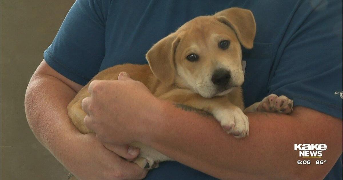 Wichita Rescue Wichita Animal Shelter takes in lost pets after 4th of July | | kake.com