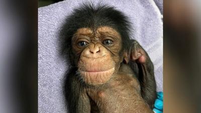 Sedgwick County Zoo's baby chimp, Kucheza, has died | News | kake.com
