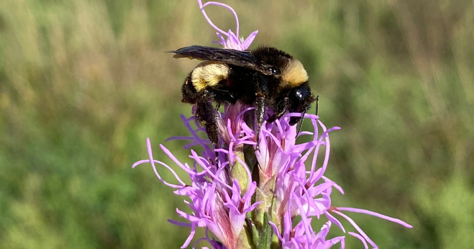 Volunteers needed to help track Kansas bumble bees