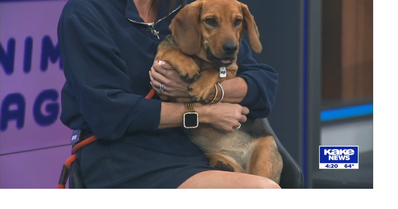 Pet of the Week: April 28, 2026 | KAKE Guests | kake.com