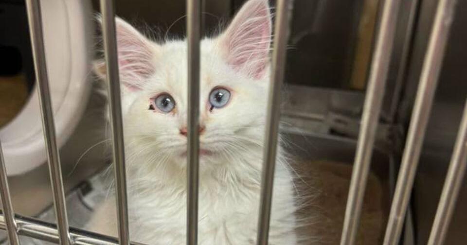 Wichita Animal Shelter, Kansas Humane Society seek urgent adoptions as facilities reach capacity