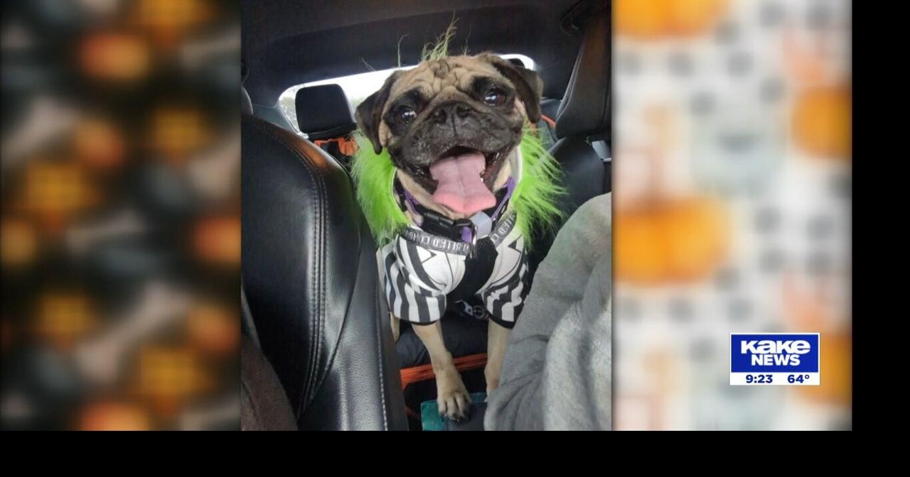 Wichita Pet Wellness | Video | kake.com