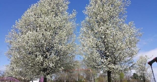Kansas Department of Agriculture to enforce quarantine on invasive tree species
