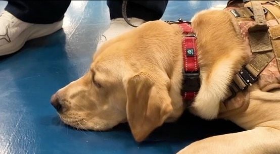A Blue Star service dog in training. The program transforms rescue dogs into certified medical partners for veterans managing PTSD and TBI. Photo: Kake.com