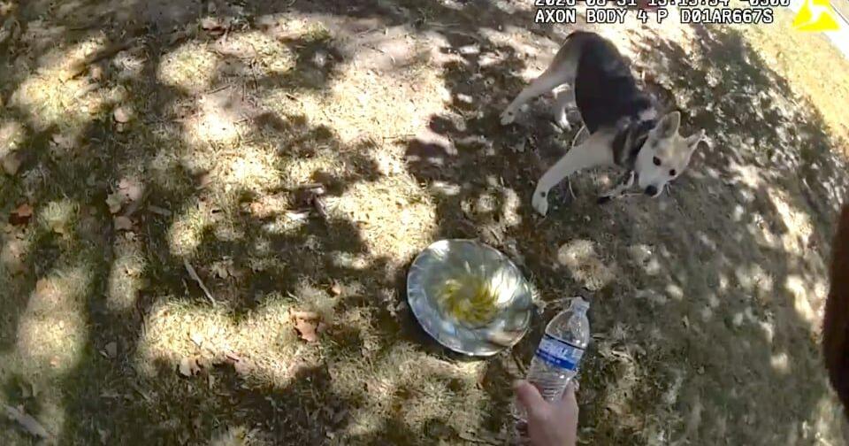 Bodycam: Kansas police officer gives water to dog stuck in 100-degree heat