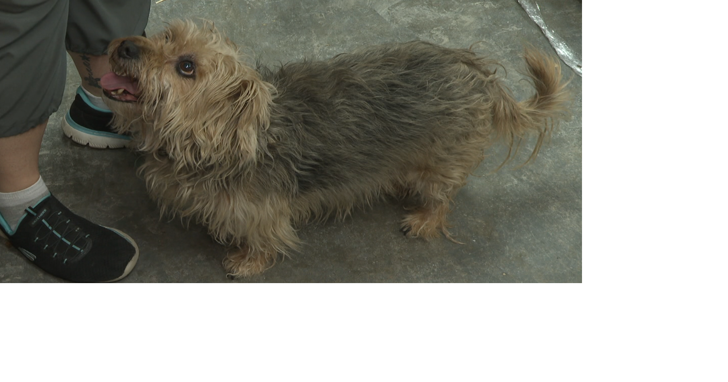 Wichita animal rescue seeks donations as pet food shortage grows ...