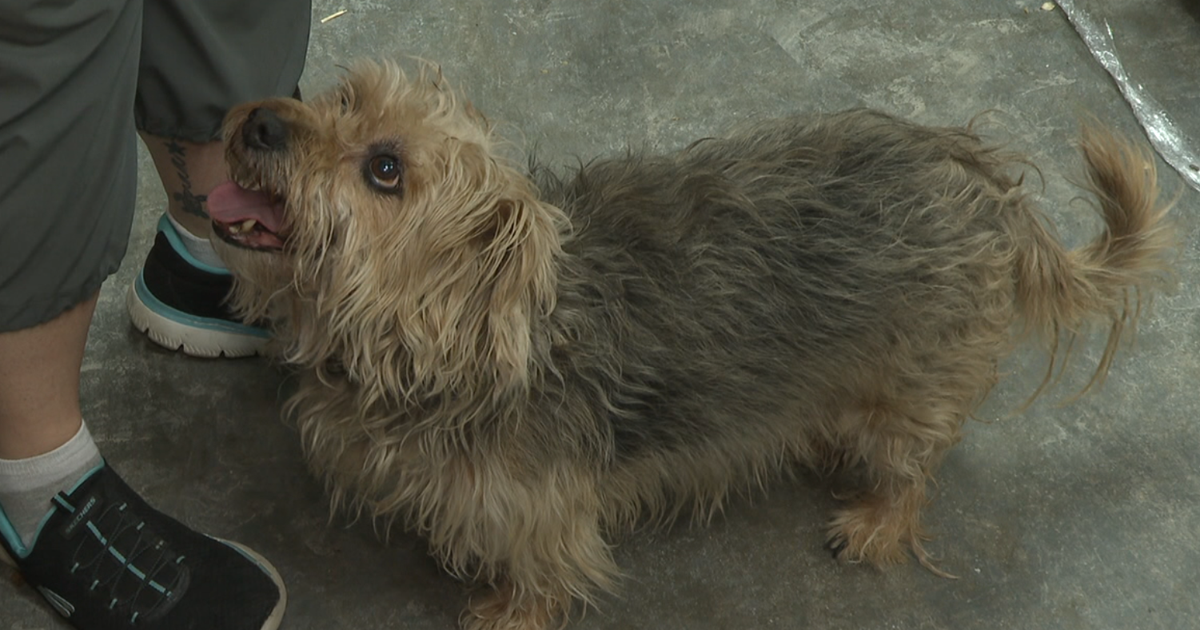 Wichita Rescue Wichita animal rescue seeks donations as pet food shortage grows ...