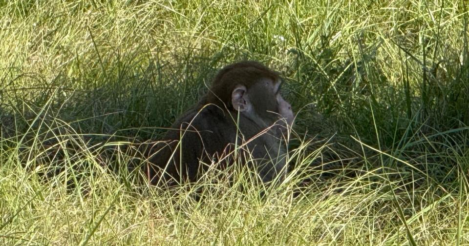 Mississippi woman kills escaped monkey fearing for her children's ...