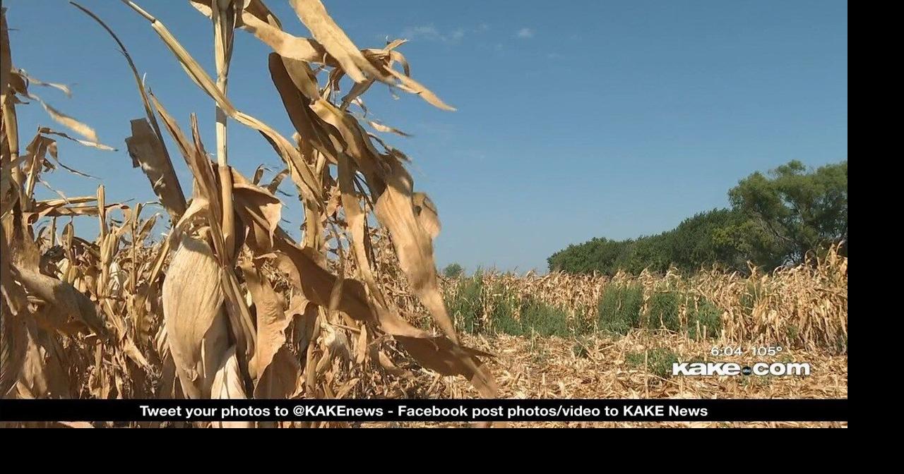 Week of extreme heat causing major damage to fall crops right as ...