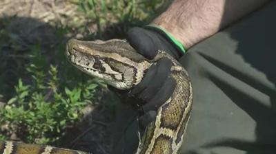 Florida's 2025 Python Challenge dates are set. Why the event could be key  to saving the Everglades | Offbeat | kake.com