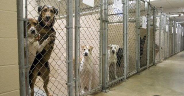 Puppies euthanized without being sedated at Salina Animal Shelter: Court docs