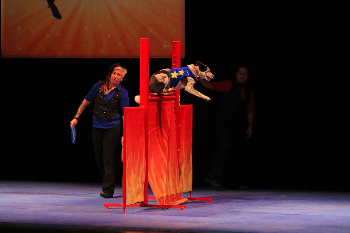 Stunt dog show entertains audience members of all ages | Arts & Culture