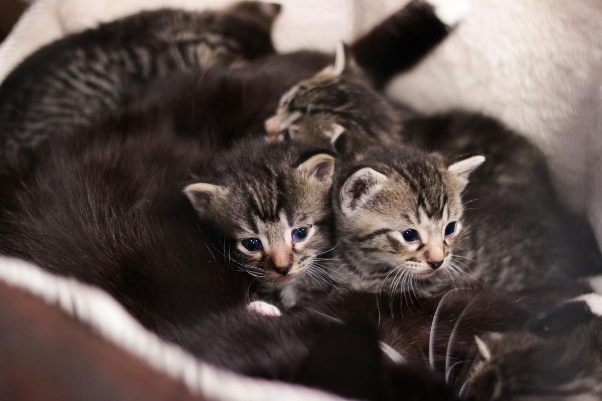 April Kitten Shower Brings Lawrence Families To The Library Arts