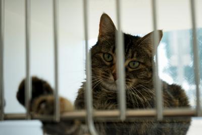 Covid 19 Surge In Pet Adoptions Isn T Necessarily Good Think