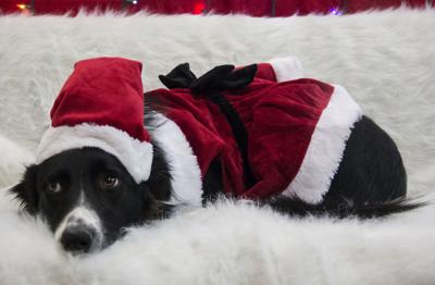 Forget Santa Friday The Store Pup Is Here To Spread Holiday Cheer