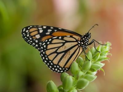 monarch butterfly file photo