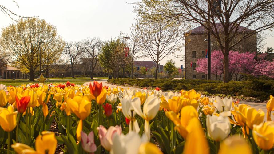 Multicolored tulips decorate the foreground of Jayhawk Boulevard