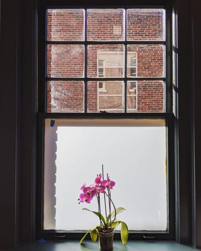A flower in a vase sits in front of a window that showed a brick hall behind it