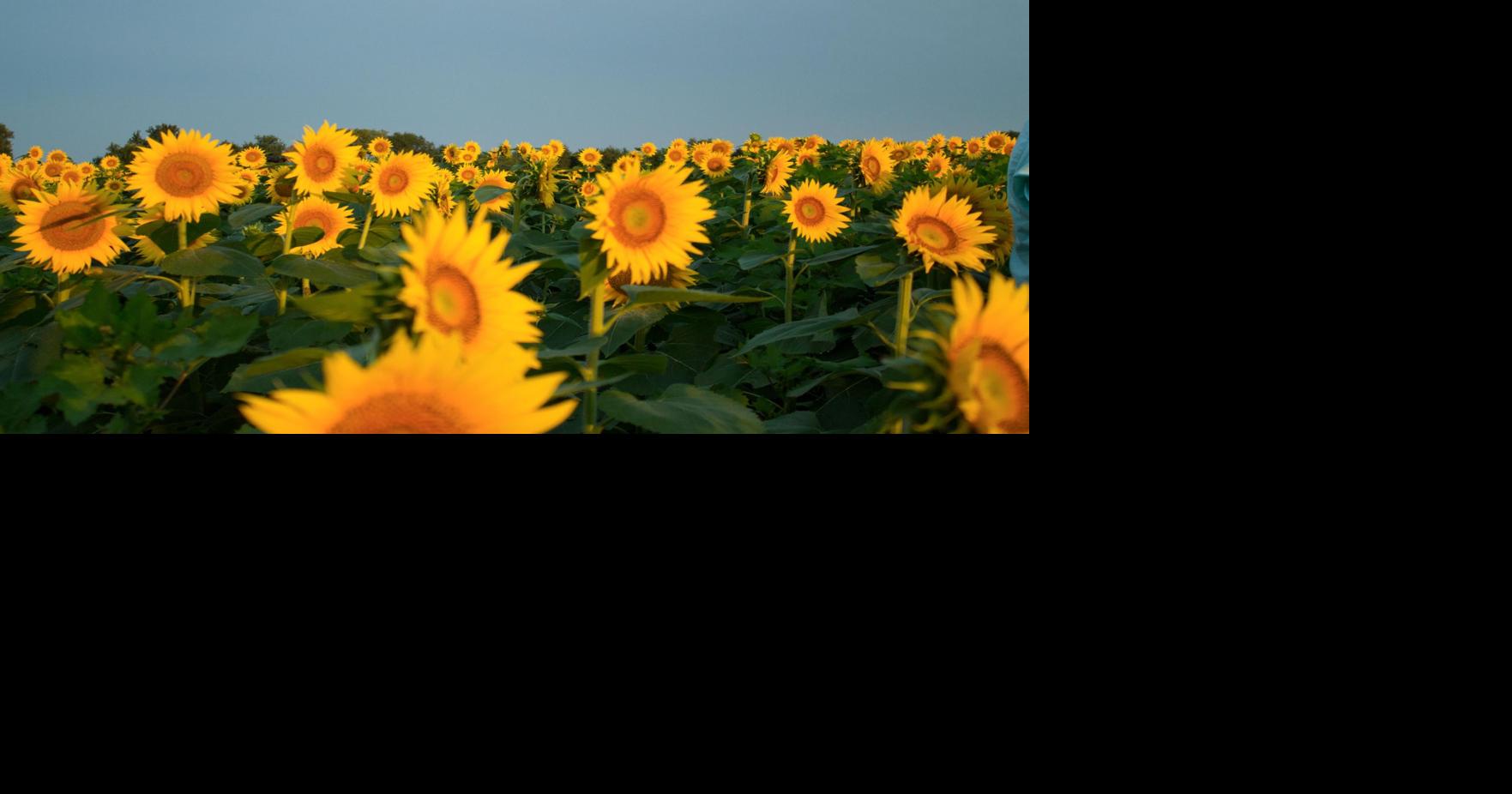 Grinter Farms' sunflowers provide annual photo opportunity for students