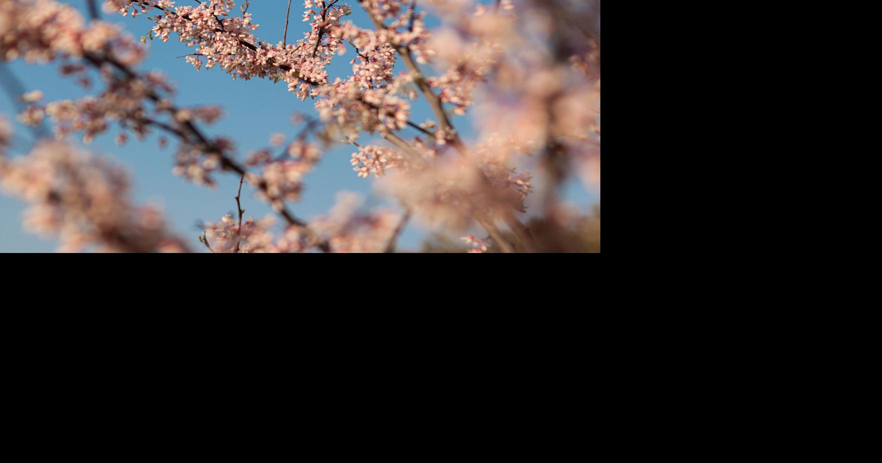 30 things to do this spring in the Lawrence and Kansas City areas