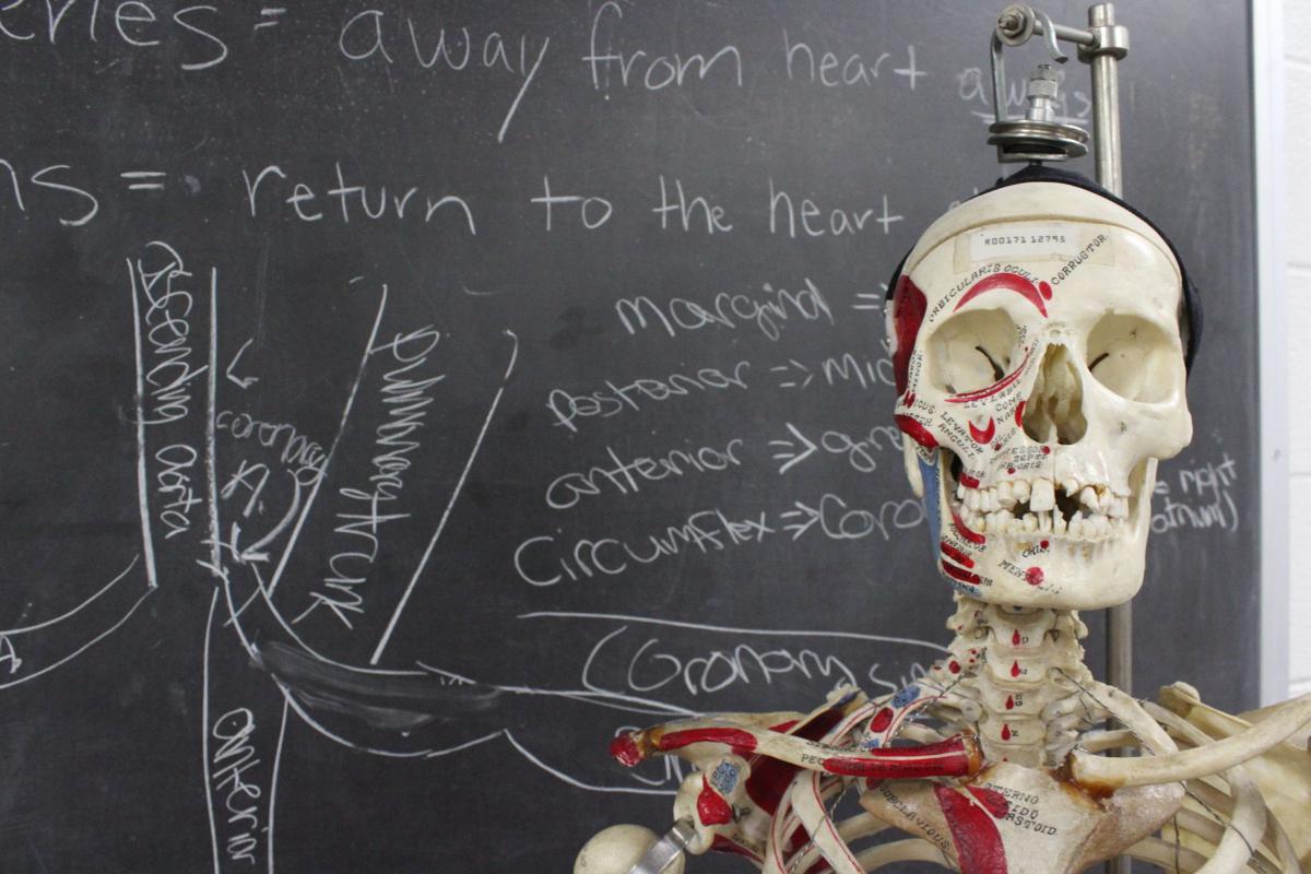 Dead Teach The Living In Human Anatomy Dissection Class Arts Culture Kansan Com