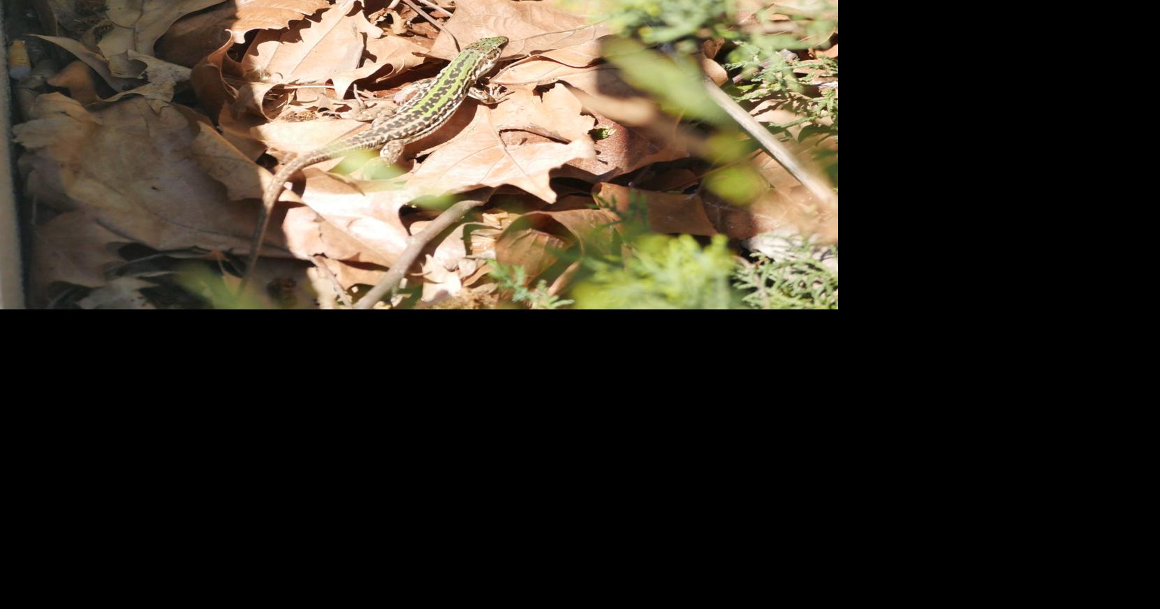 Italian wall lizards make home in Kansas News