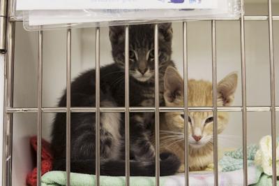 Pet Returns At Lawrence Humane Society Highlight Adoption Factors