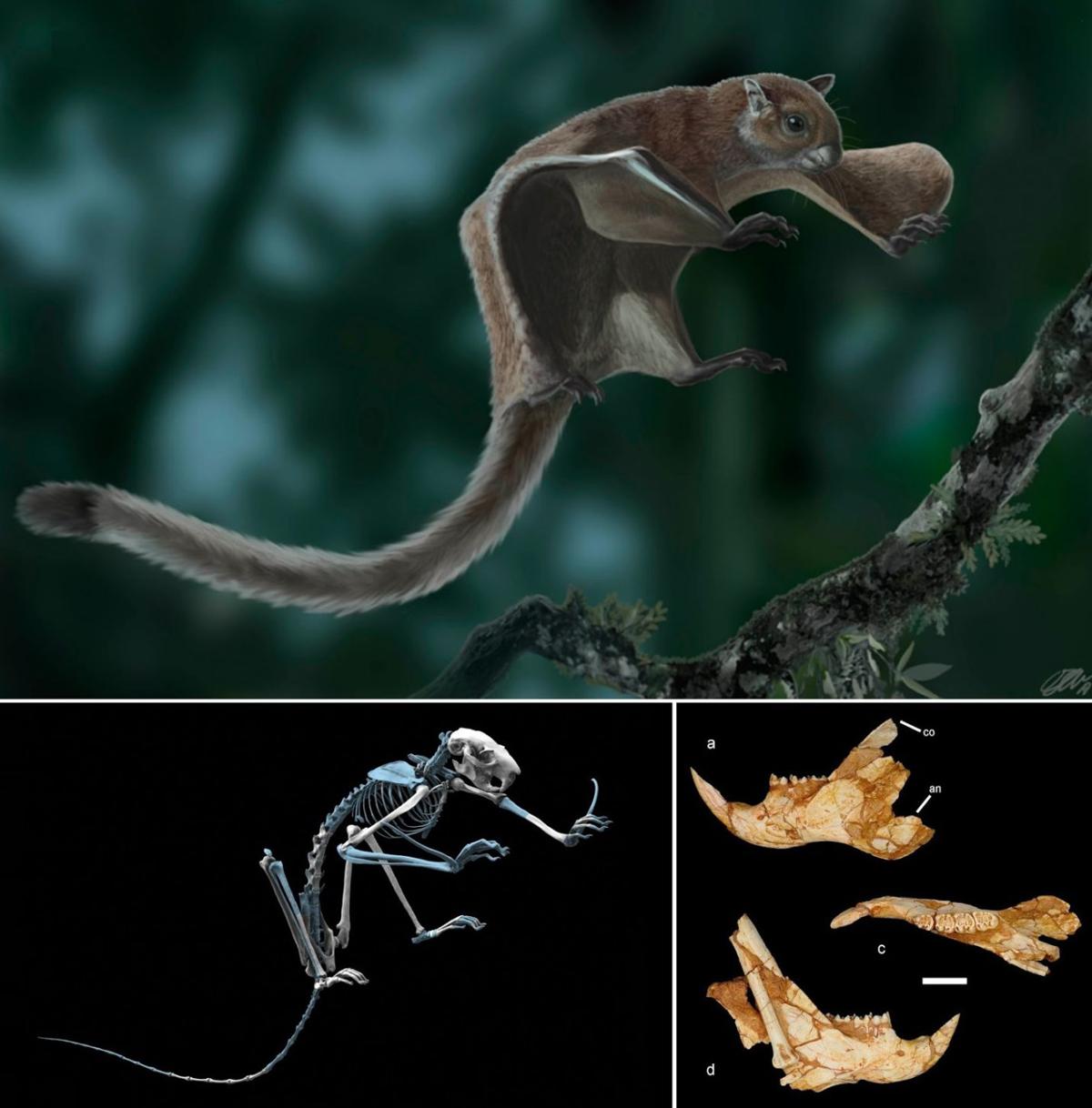 Fossil discovery makes scientists rethink flying squirrel ...