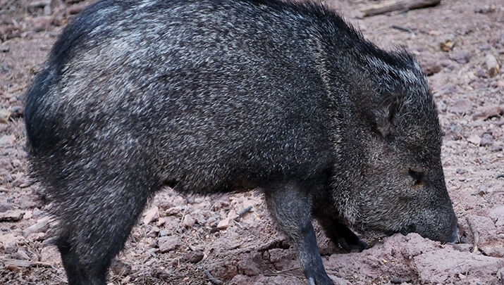 Arizona Hunters Can Still Shoot For Leftover Hunt Permit-tags ...