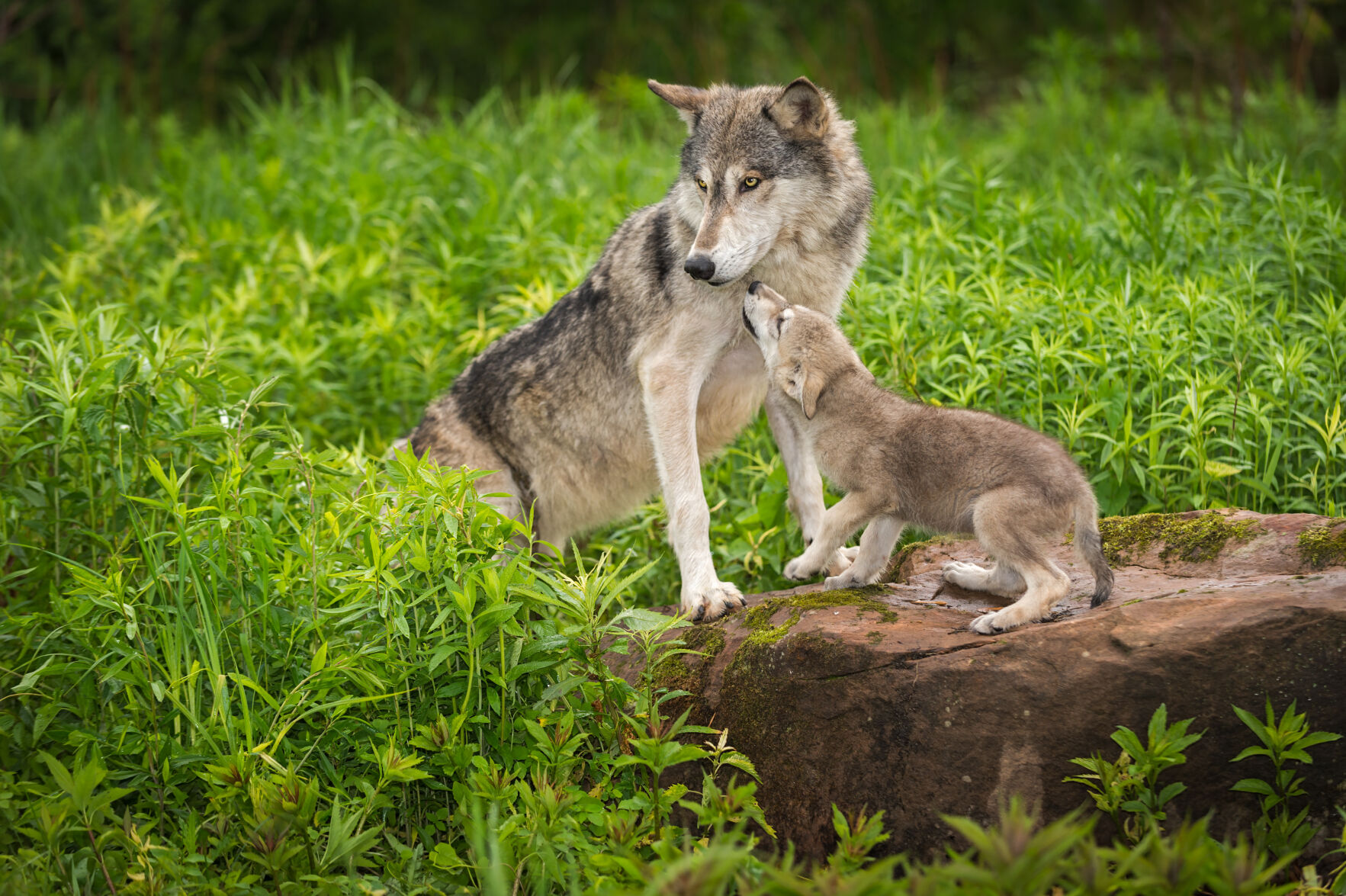 Keepers of the Wild premieres ‘The Miracle Wolves’ | News | kdminer.com