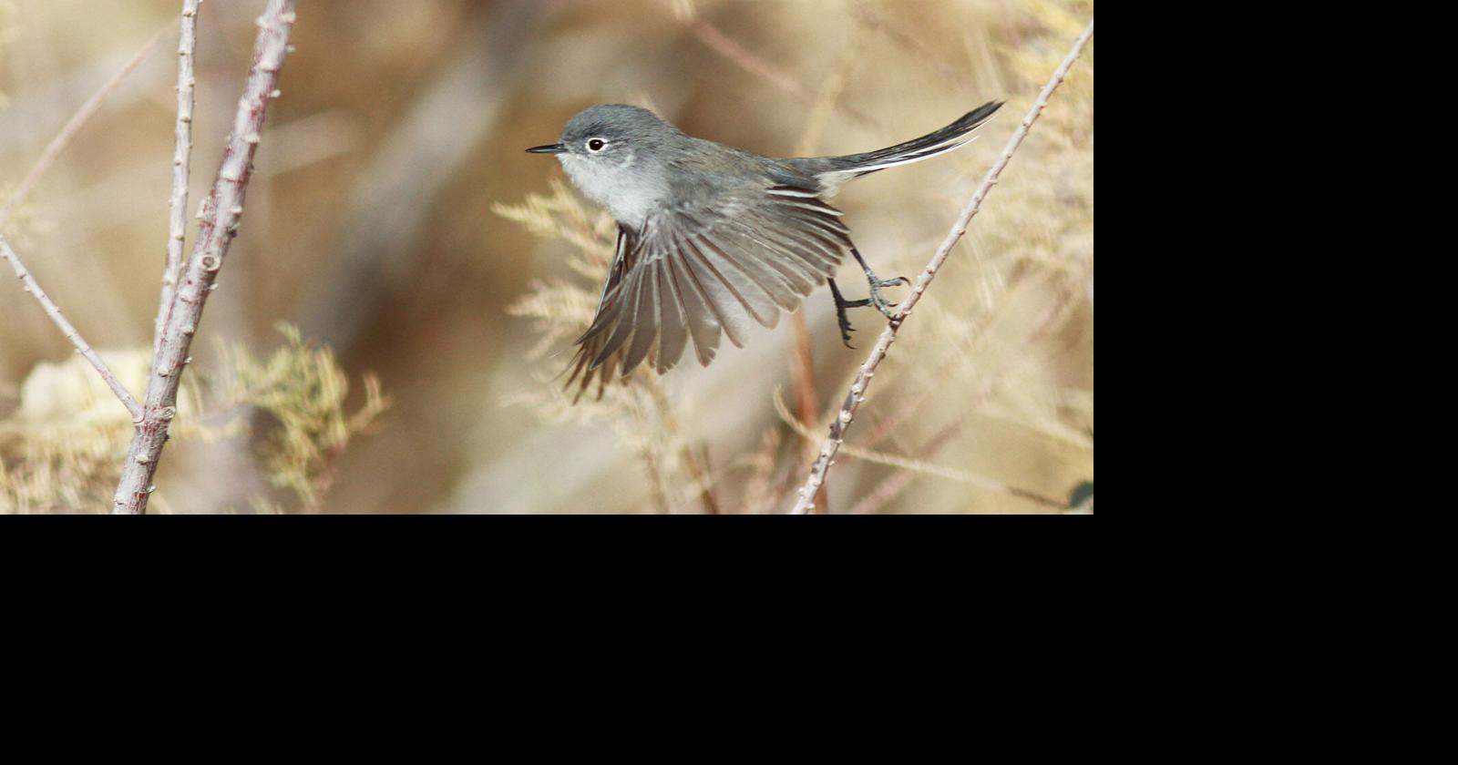 Nature Notes | One of the smallest songbirds in North America ...