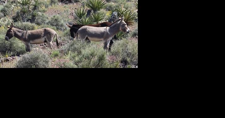 BLM plans to gather, remove up to 1,000 wild burros from Black Mountain area - Vimarsana News