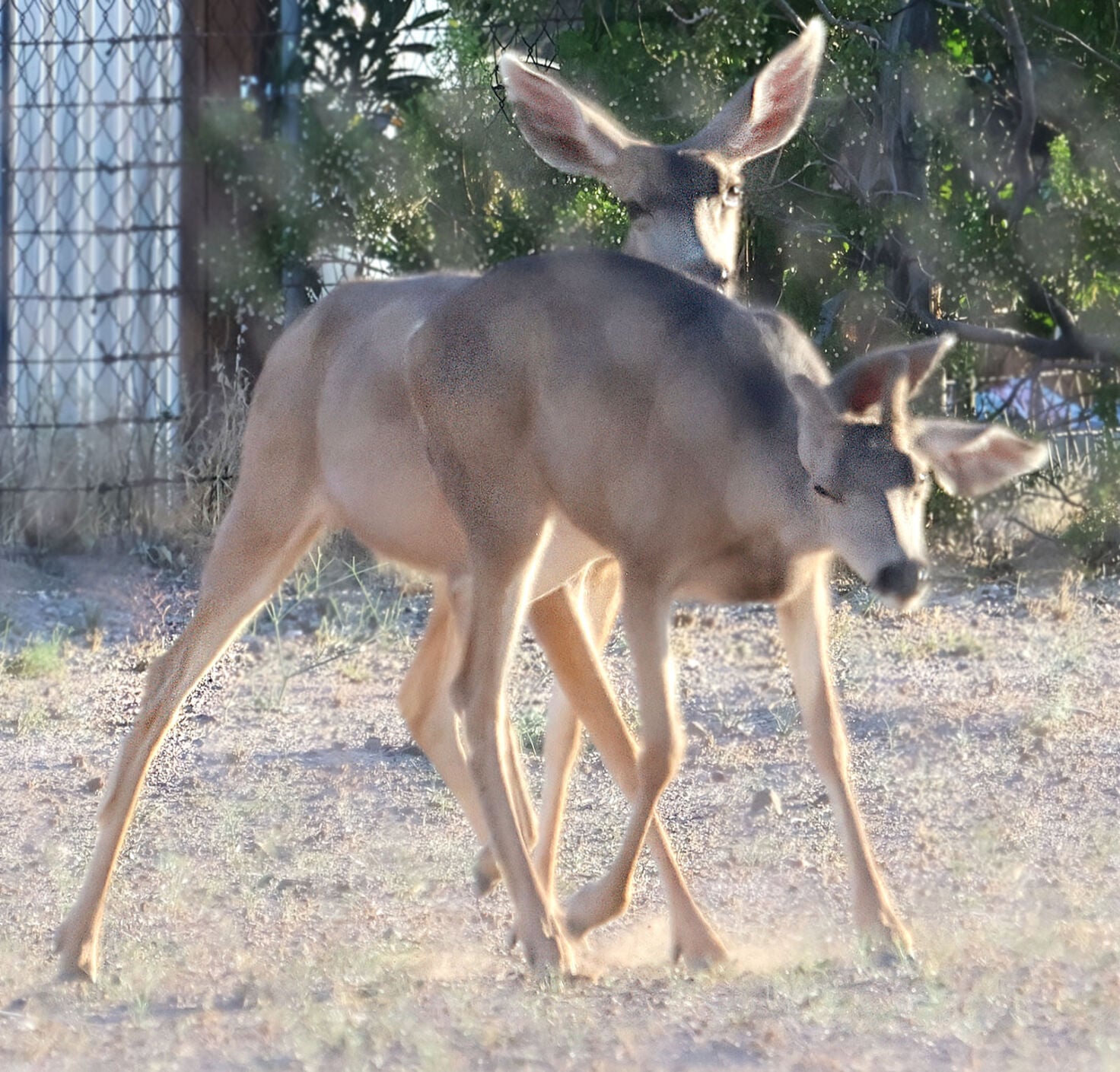 Nature Notes | Deer rut season kicked off last month | Features ...