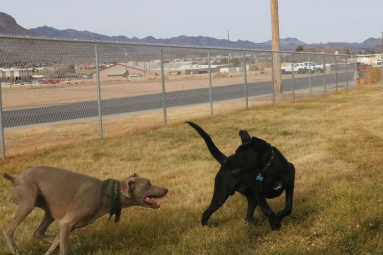 Kingman opens newest dog park at Centennial Park