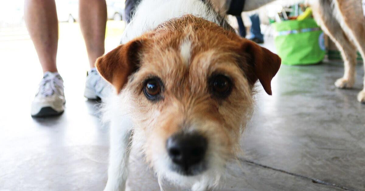 A paws to remember: Wiggle Waggle Walk honors Nikki Reagan - Vimarsana News