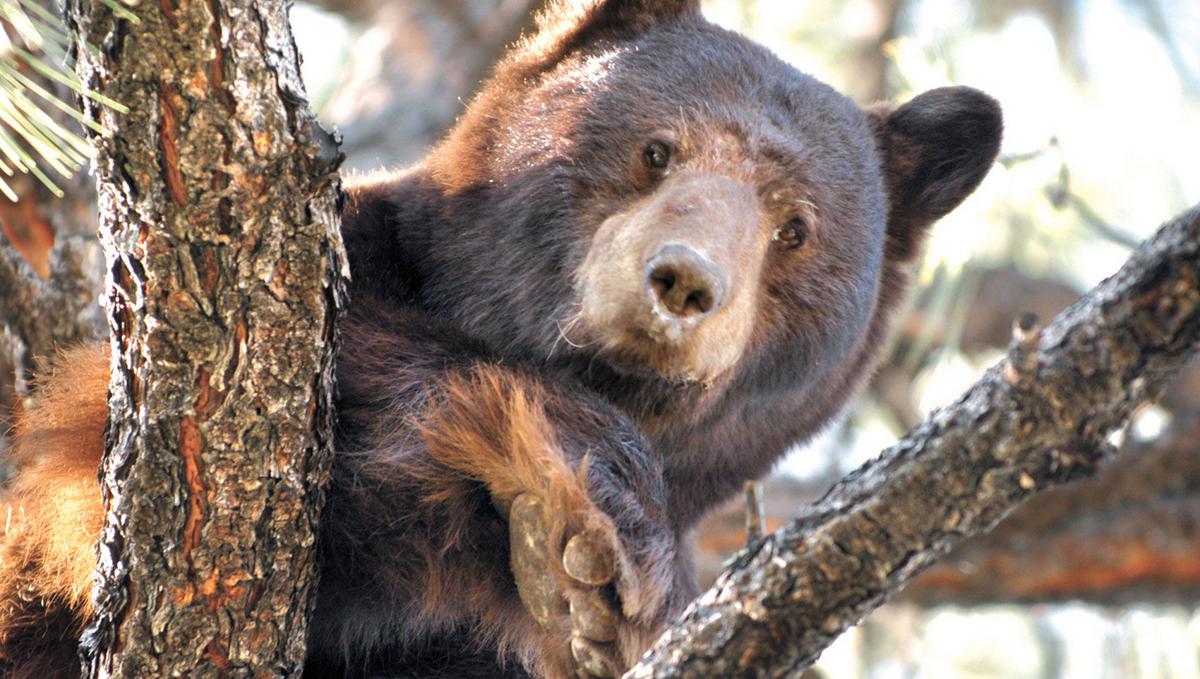 The Bear Necessities: Why Our Forests Need Bears - Nature Canada