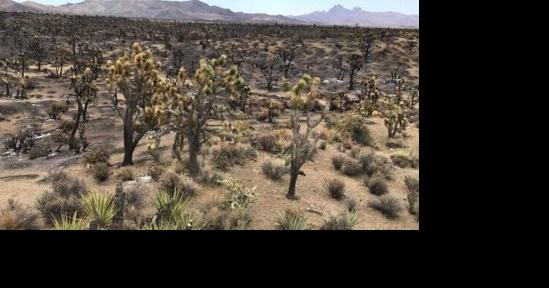 Monument fire recovery will take time - Vimarsana News