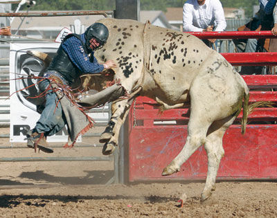 Kingman Photos: Bull Fun At Andy Devine Days [with Video] 