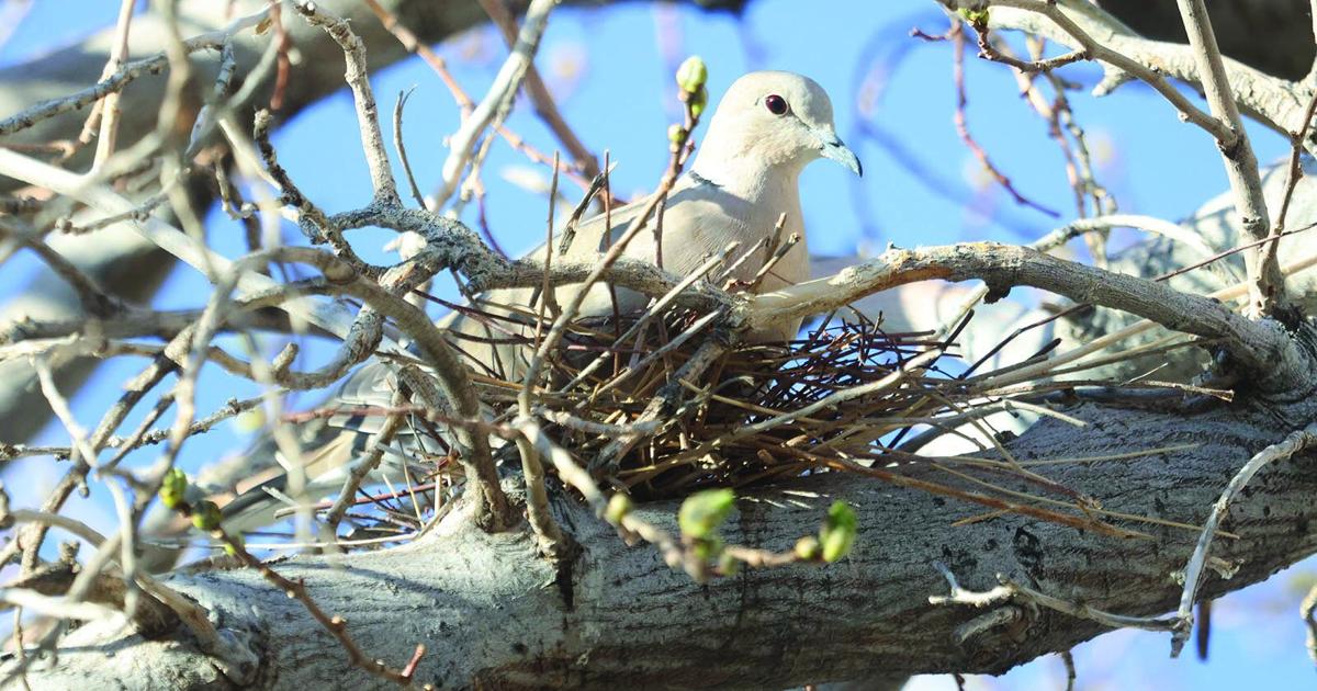 Springing And Ringing Nature Notes | Spring is springing, and the birds are singing ...