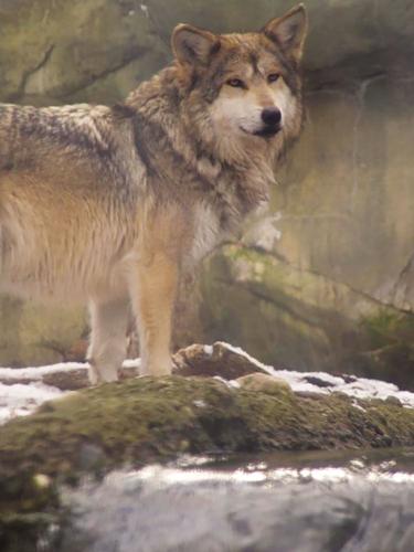 Mexican Gray Wolf: The reintroduction of a predator | | kdminer.com