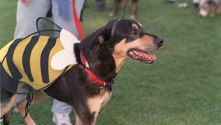 Paws-itively Charming In Kingman Hosts Howl’n & Meow’n Trick Or Treat ...