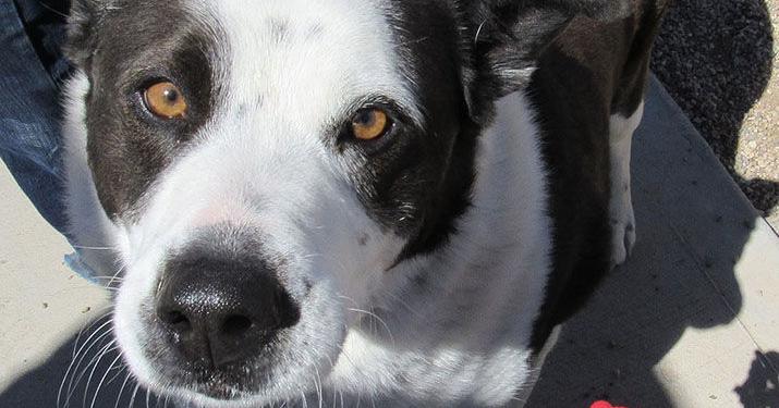 Scientists take a peek behind those sad puppy dog eyes | Features ...