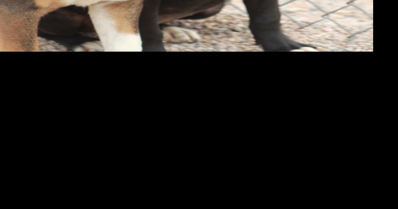 Mohave County Animal Shelter adoption events this weekend Features