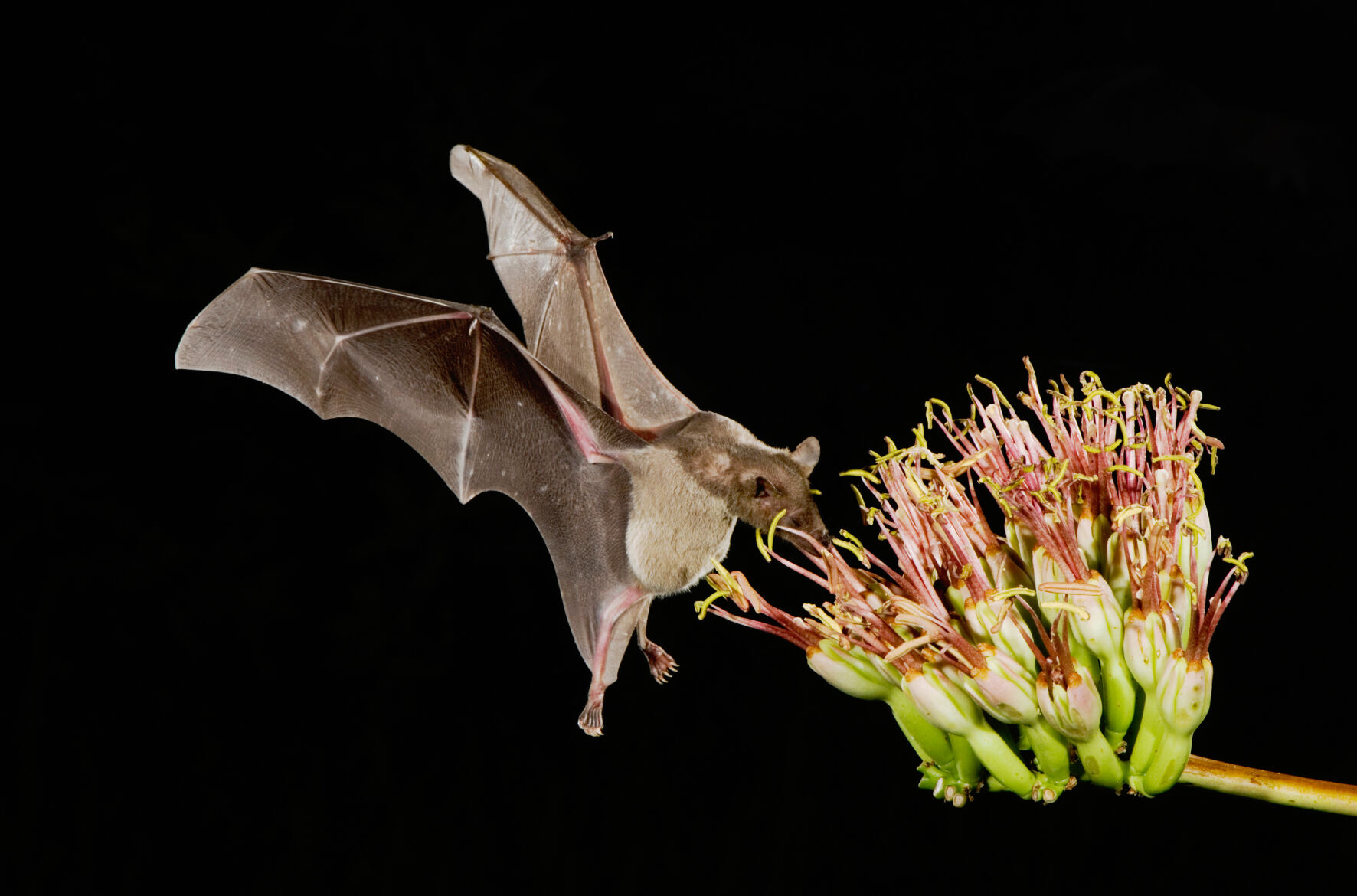 Arizona Game & Fish Department joins in celebration of Pollinator Week ...