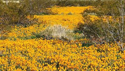 Winter showers bring April flowers to Mohave County's arid deserts | |  kdminer.com