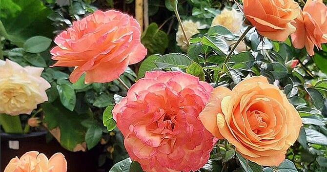 10 fragrant roses that will fill your garden - Vimarsana News