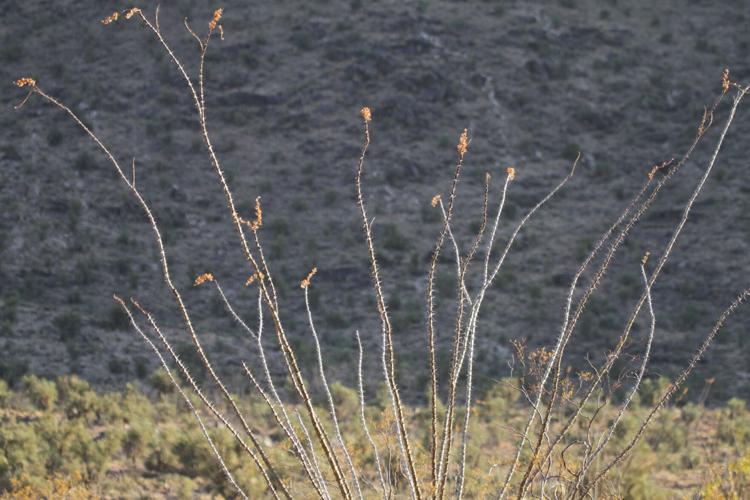 Nature notes Ocotillo Semisucculent flowering plant Features