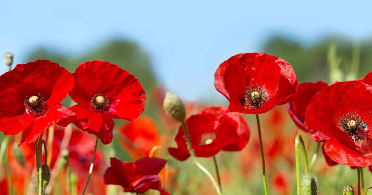 Red Poppy Rember A red poppy: The flower of remembrance | Features | kdminer.com