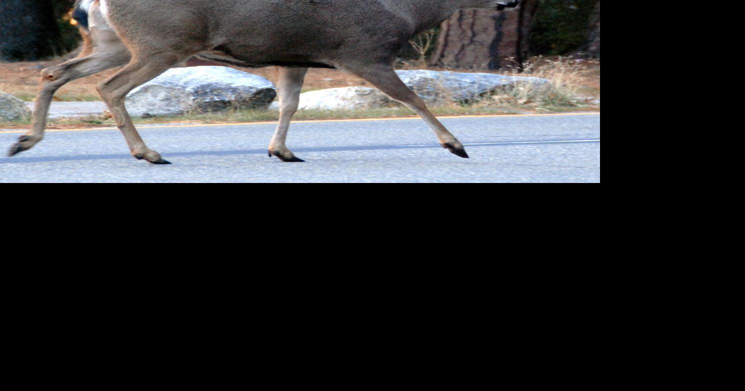 Archery deer season opens Friday in parts of Arizona