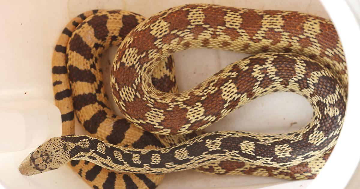 Nature Notes | Gopher snakes: Free rodent control | News | kdminer.com